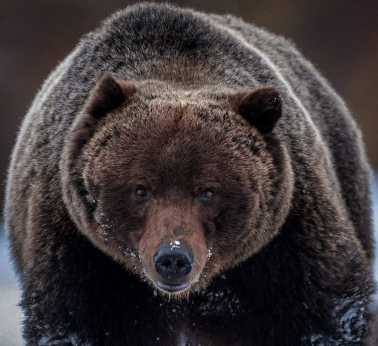 Banff-Bear-122-Closeup